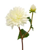 Dahlia kunsttak 50 cm creme