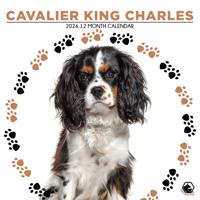 Cavalier King Charles Spaniel Kalender 2026