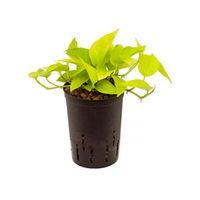 Scindapsus golden pothos hydrocultuur hangplant - thumbnail