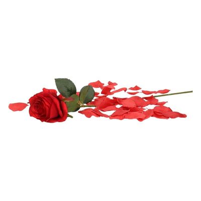 Valentijnscadeau rode roos 45 cm met rozenblaadjes
