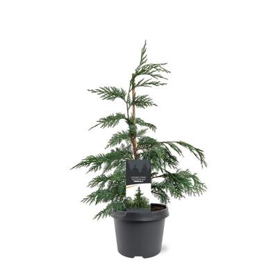 Chamaecyparis nootk. Pendula 40-50 cm Conifeer - Warentuin natuurlijk