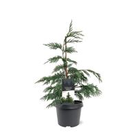 Chamaecyparis nootk. Pendula 40-50 cm Conifeer - Warentuin natuurlijk