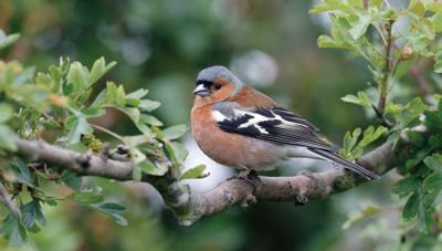 Vink mannetje 130x70cm Tuinschilderij - Customize it