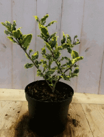 Hulst geelbont 30 cm - Warentuin natuurlijk