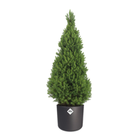 Picea Glauca Conica - Ø24cm - ↕100/110cm + Elho B. for soft Antraciet - D25cm - H23cm Picea Glauca Conica - Ø24cm - ↕100/110cm + Elho B. for soft Antraciet - D25cm - H23cm