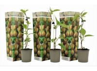 Set van 3 Winterharde Kiwi planten