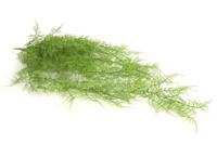 Monilophyta plstn l20b15h105cm grn Countryfield - Countryfield