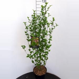 Hibiscus syriacus Lavender Chiffon - 100 - 120 cm - 5 stuks