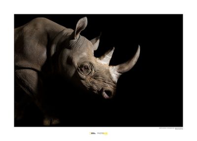 Neushoorn Art Print National Geographic 50x70cm