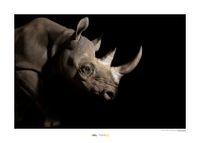 Neushoorn Art Print National Geographic 50x70cm - thumbnail