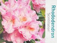 Rhododendron Scintillation - Warentuin natuurlijk