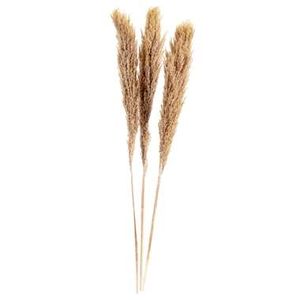 Pampas pluim Vinz 3 stuks - brons - 115 cm - Leen Bakker