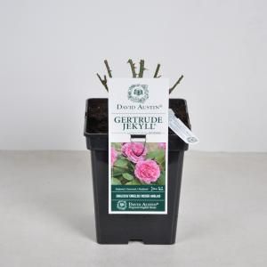 Engelse roos (rosa "Gertrude Jekyll"®) - C5 - 1 stuks
