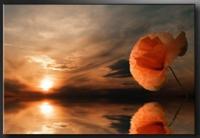 Schilderij met Frame -Strand en een rode Bloem, 120x80cm, 1 Luik