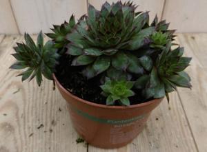 3 stuks! Rotsplant Sedum rood - Warentuin natuurlijk