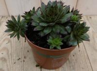 3 stuks! Rotsplant Sedum rood - Warentuin natuurlijk