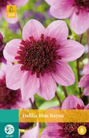 Dahlia Blue Bayou Bloembol JUB 1 bol - Jub