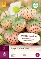 2 Fragaria White Pine - thumbnail