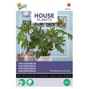 Buzzy - House Plants Philodendron selluom