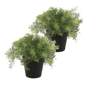 Kunstplant Asparagus - 2x - groen - in zwarte pot - 25 cm