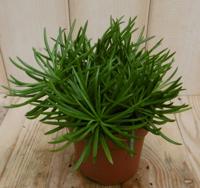 2 stuks! Kamerplant Himalaya Highlands Senecio Archeri Himalaya - Warentuin natuurlijk