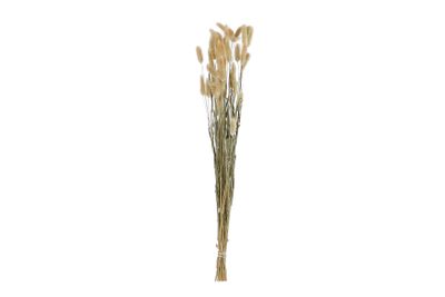 Lagurus cv nat.mat 80cm