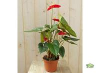 Flamingoplant Anthurium rood 60 cm - Warentuin natuurlijk