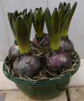 3 stuks! Bolletjes Hyacint wit in schaaltje Voorjaarsbollen Warentuin Natuurlijk - Warentuin natuurlijk