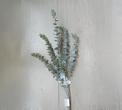 Eucalyptus tak groen 78 cm - Buitengewoon de boet