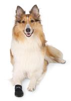 TRIXIE WALKER CARE BESCHERMSCHOENEN ZWART 2 STUKS