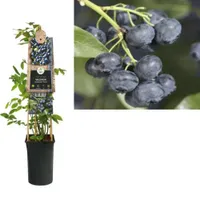 Klimplant Vaccinium corymbosum Jersey - Blauwe Bessen - thumbnail