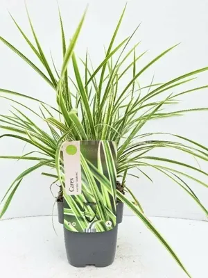 Siergras - Carex Morrowii Goldband