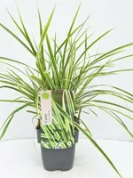 Siergras - Carex Morrowii Goldband
