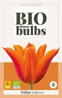 Tulipa Ballerina - bio - Jub