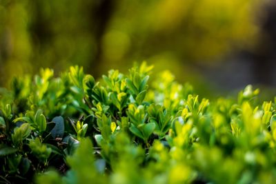 Japanse Hulst op stam