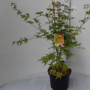 Japanse esdoorn (Acer palmatum "Sangokaku") heester - 60-80 cm - 8 stuks