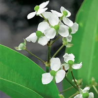 Pijlkruid / Sagittaria graminea Pijlkruid / Sagittaria graminea