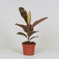 Ficus Elastica Belize - Ø12cm - ↕30cm - thumbnail