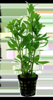AquaVitaal Hygrophila Polysperma