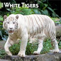Witte Tijger Kalender 2026