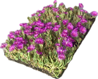 Plantenmat vasteplanten Delosperma cooperi IJsbloem per 1m2 cm Covergreen - Covergreen