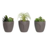 Decoratieve plant DKD Home Decor Grijs Beige Polyethyleen Groen Polypropyleen (11 x 11 x 15 cm) (3 Stuks)