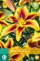 Lilium viva la vida JUB 1 bloembol - Jub