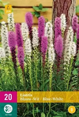 Bloembollen Liatris Blauw-Wit 20st