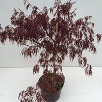 Japanse esdoorn (Acer palmatum "Garnet") heester - 30-40 cm - 1 stuks - thumbnail