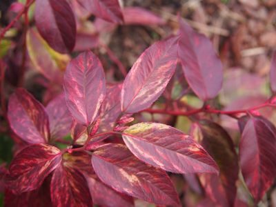 Leucothoe