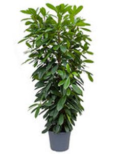 Ficus Cyathistipula 180 cm (Afrikaanse Vijgenboom)