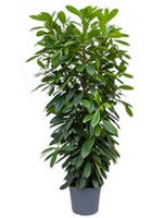 Ficus Cyathistipula 180 cm (Afrikaanse Vijgenboom) - thumbnail