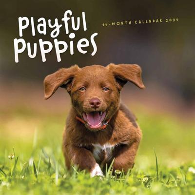 Puppies Kalender 2026