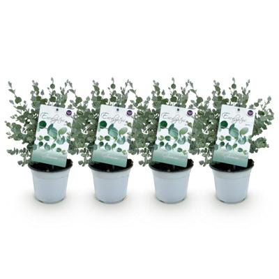 Green boutiQ - Terrasplant - Eucalyptus boom - Eucalyptus gunni - Grijs - 4 Planten - Winterhard - Pot 14cm Hoogte 30cm